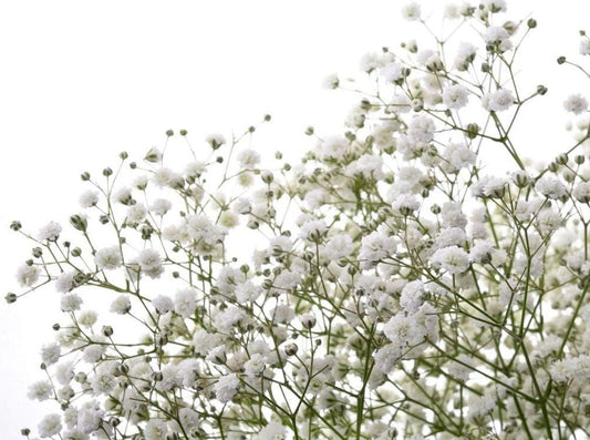 Babys Breath