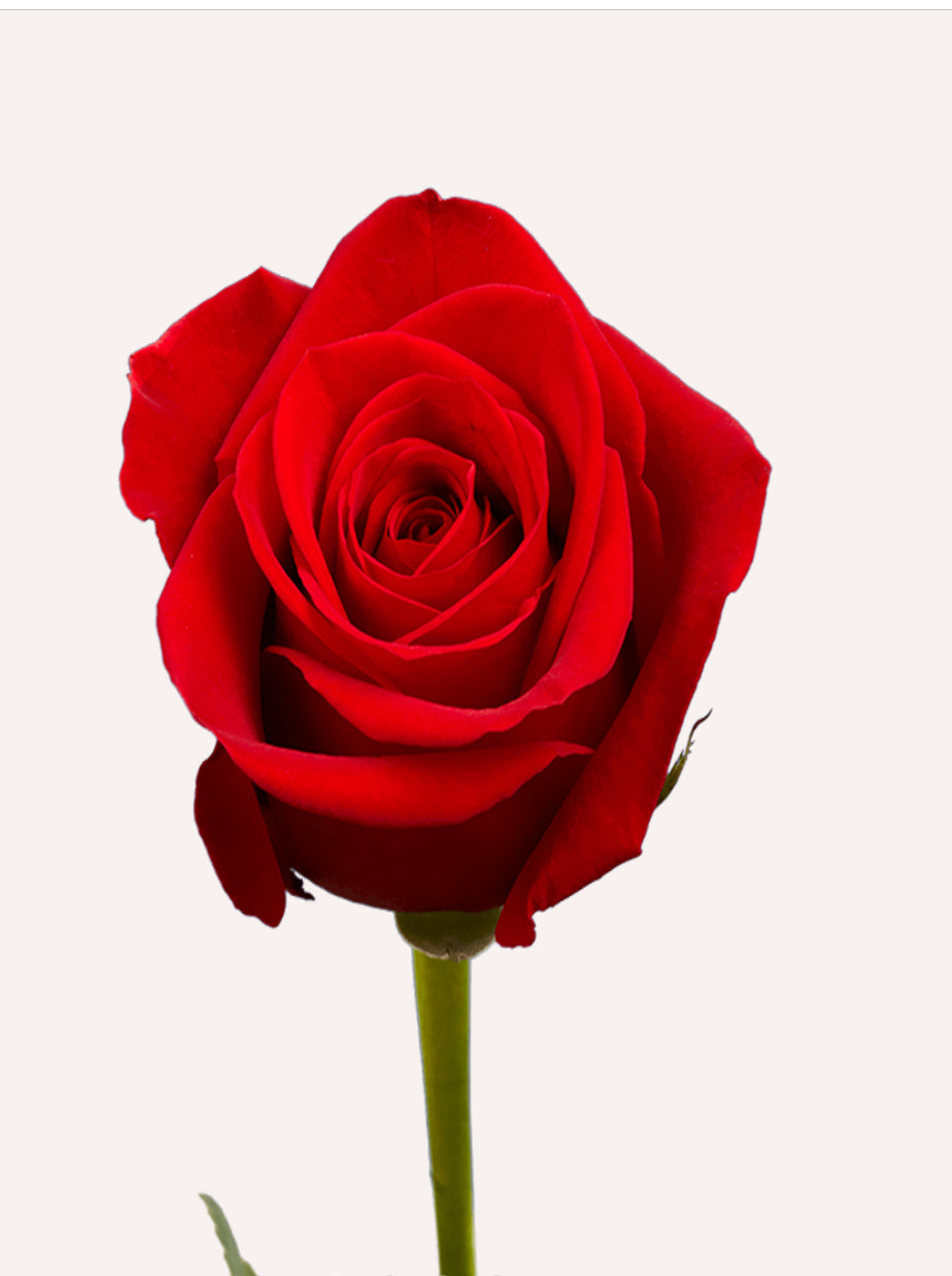 Red, White, & Pink Rose Bouquet