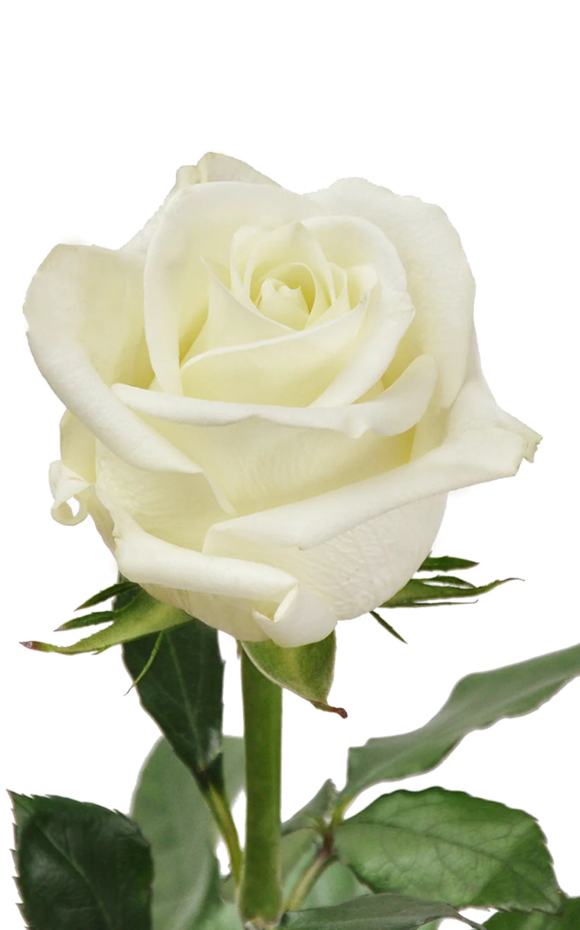 White Rose Bouquet