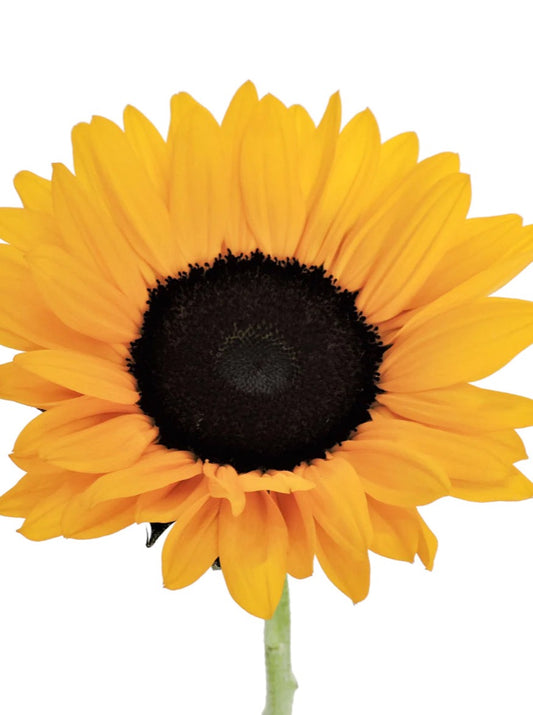 Yellow Sunflower Bouquet